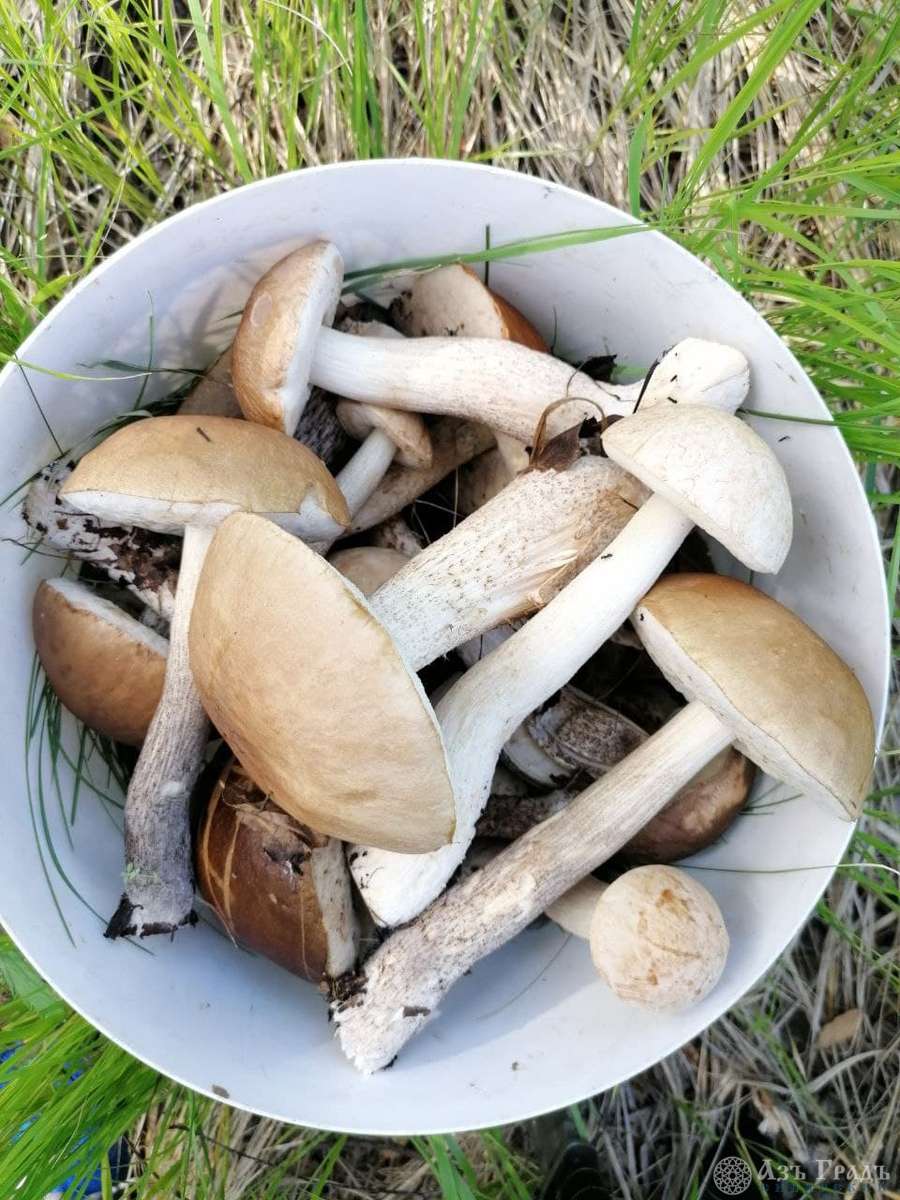 Азъ Градъ итоги