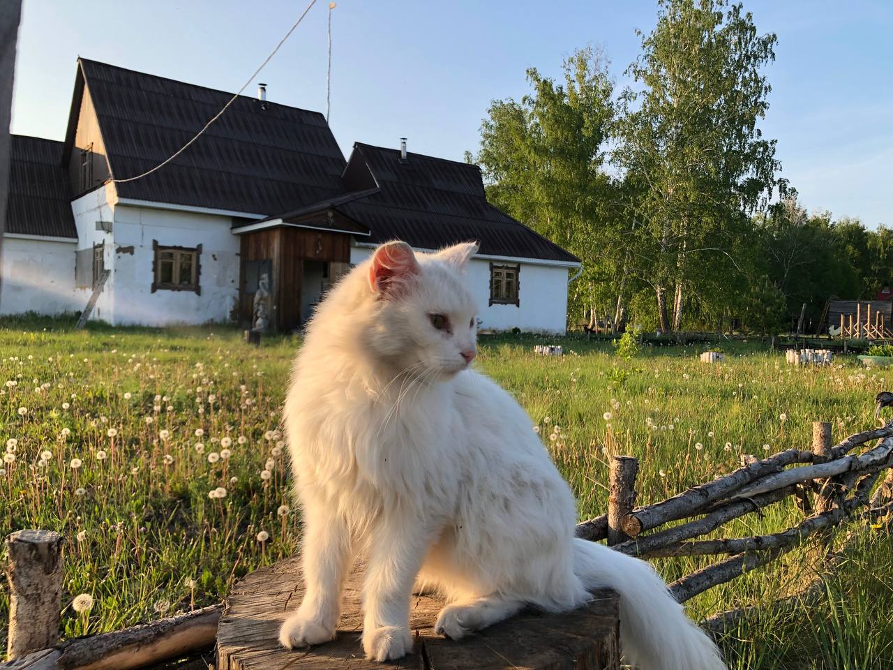 photo 2023 06 22 10 44 36